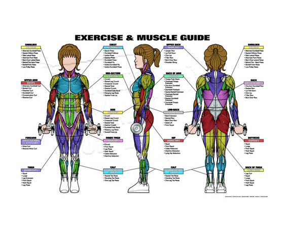Anatomical Posters-National Gym Supply, Inc